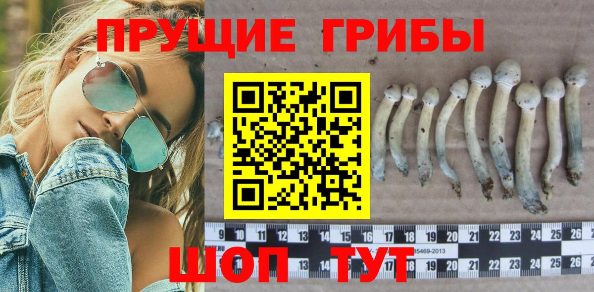 Псилоцибиновые грибы Psilocybine cubensis Нурлат